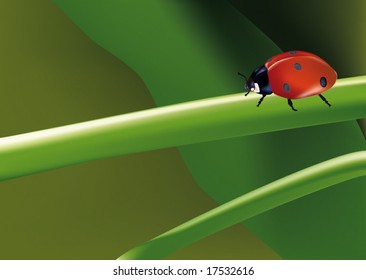 ladybird