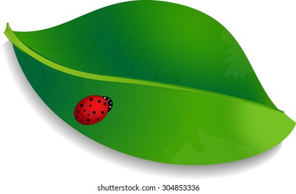 Ladybird