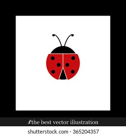 ladybird
