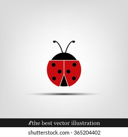 ladybird