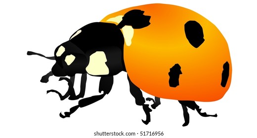  ladybird