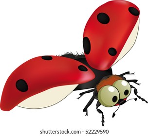  Ladybird