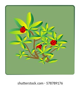 Ladybird card. Illustration ladybug on twig in green square. Cute colorful sign red insect symbol spring, summer, garden. Template for apparel, card, poster Design element Vector illustration