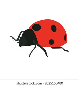 Ladybird Color Clipart Vector Illustration Design