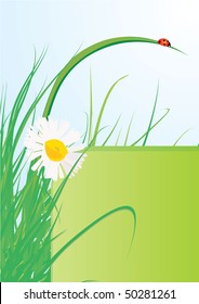 ladybird and daisy