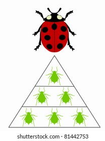 Ladybird diet pyramid