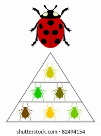 Ladybird diet pyramid