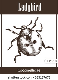 Ladybird - drawn ink illustration isolated on white background.  Engraving style. Marybeetle. Ladybug. Ladybeetle
