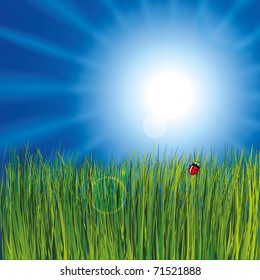 Ladybird in the grass on the sunny day.