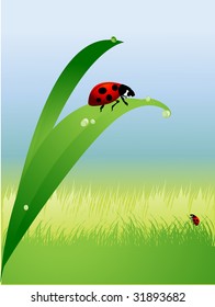 Ladybird in the grass (vector)