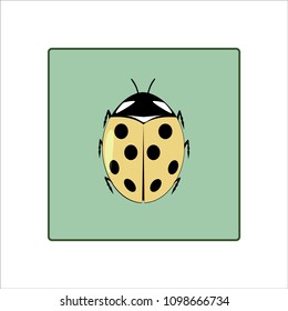 Ladybird icon. Illustration ladybug in green square. Cute colorful sign yellow insect symbol spring, summer, garden. Template for t shirt, apparel, card, poster. Design element. Vector illustration