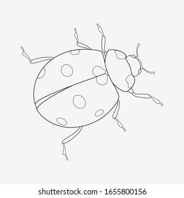 Elemento de línea de icono de Ladybird. Ilustración vectorial de la línea de iconos de ladybird aislada en fondo limpio para el diseño del logo de tu aplicación móvil web.