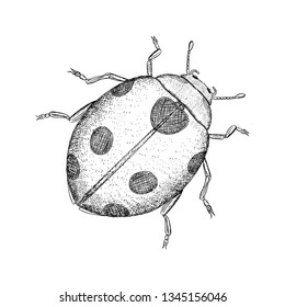 Ladybird illustration, hand drawn design.