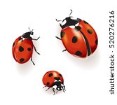 Ladybird, Ladybird illustration. Set of three ladybirds isolated on white. Can be used in different ways of design, appearance, cover, etc.  Vector - stock