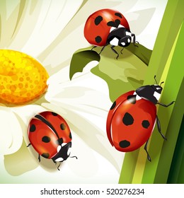 Ladybird illustration. Set of three ladybirds isolated on chamomile and leaves. Can be used in different ways of design, appearance, cover, etc.  Vector - stock