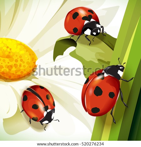 Ladybird illustration. Set of three ladybirds isolated on chamomile and leaves. Can be used in different ways of design, appearance, cover, etc.  Vector - stock
