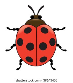 Ladybird, insect, top view, illustration