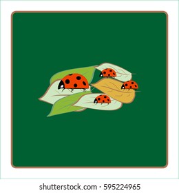 Ladybird isolated. Illustration ladybug on green leaf. Cute colorful sign red insect symbol spring, summer, garden. Template for t shirt, apparel, card, poster Design element Vector illustration