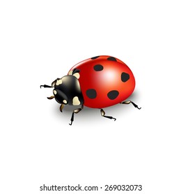 Ladybird Isolated On White Background