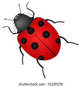 Ladybird isolated on a white background. Vector illustration.