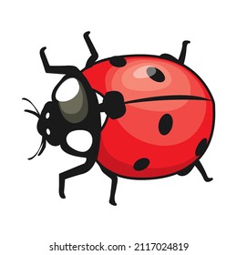 Ladybird isolated on white, vector illustration, eps10