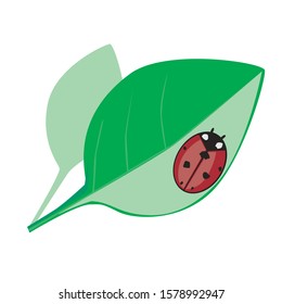 Ladybird or lady-beetle sits on green leaves in spring or summer. Bright print with lady-cow for kids. Flat single vector stock illustration isolated on white background for design.