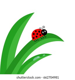 Ladybird Ladybug insect. Fresh green grass stalk close up. Water drop set. Morning drop set. Cute cartoon baby character. Garden nature decoration element Flat design White background. Isolated Vector
