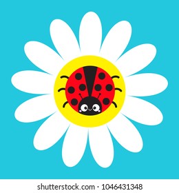 Ladybird Ladybug insect sitting on white daisy chamomile. Camomile icon. Cute growing flower plant collection. Cartoon character. Love card. Flat design. Blue background. Isolated. Vector illustration