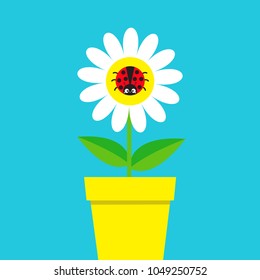 Ladybird Ladybug insect sitting on white daisy chamomile. Camomile icon. Cute growing flower pot plant collection. Cartoon character. Love card. Flat design. Blue background. Isolated. Vector