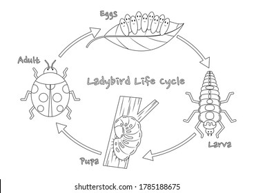 Set Laboratory Glassware Vector Illustration Isolated Stock Vector ...