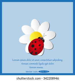 ladybird on chamomile