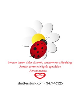 ladybird on chamomile