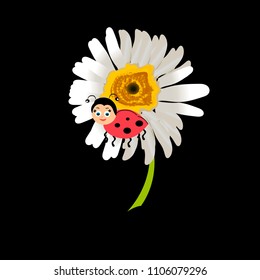 Ladybird on daisy, chamomile isolated . Image about summer, spring, flowers and joy. Vector