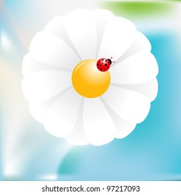 Ladybird on daisy flower vector