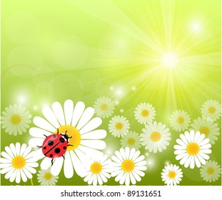 Ladybird on daisy in morning glory. Vector
