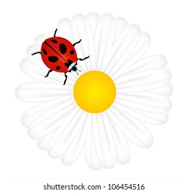 Ladybird on daisy vector