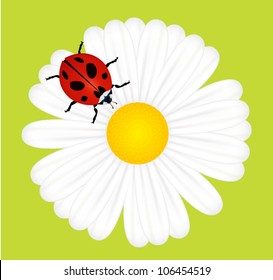 Ladybird on daisy vector