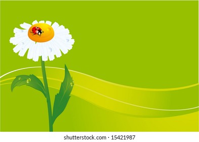 ladybird on daisy. vectror background.