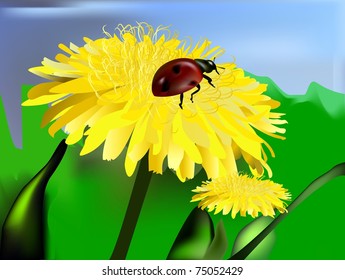 ladybird on a dandelion. vector