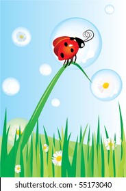 ladybird on grass and daisy bubbles