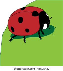 Ladybird on green leaf