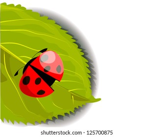 ladybird on green leaf tree. vector