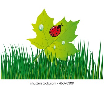 Ladybird on a green leaf. Vector illustration