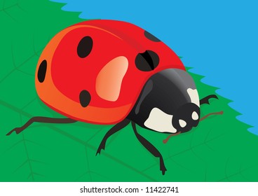 Ladybird on green sheet, vector