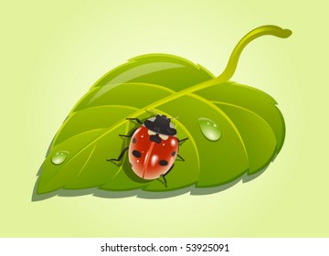 Ladybird on poplar leaf