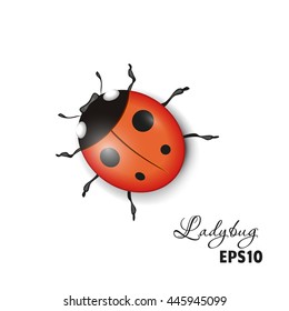 Ladybird on a white background