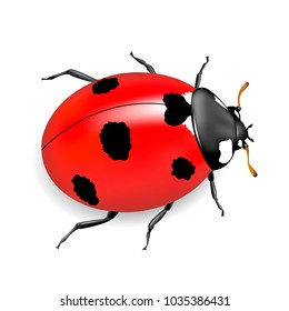 Ladybird on a white background. Insect red.