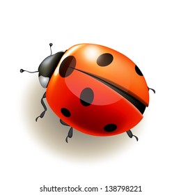 Ladybird on white background . Vector illustration.