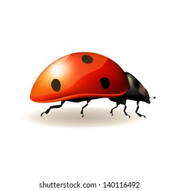 Ladybird on white background . Vector illustration.