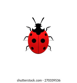 Ladybird on a white background. Vector.